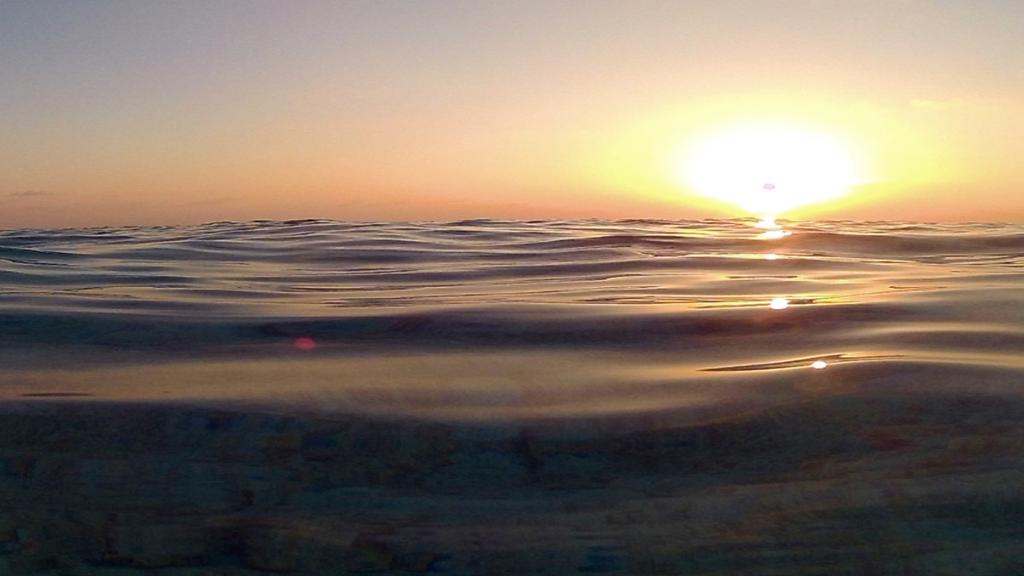 Sunset Dophin Cruise - Image 2
